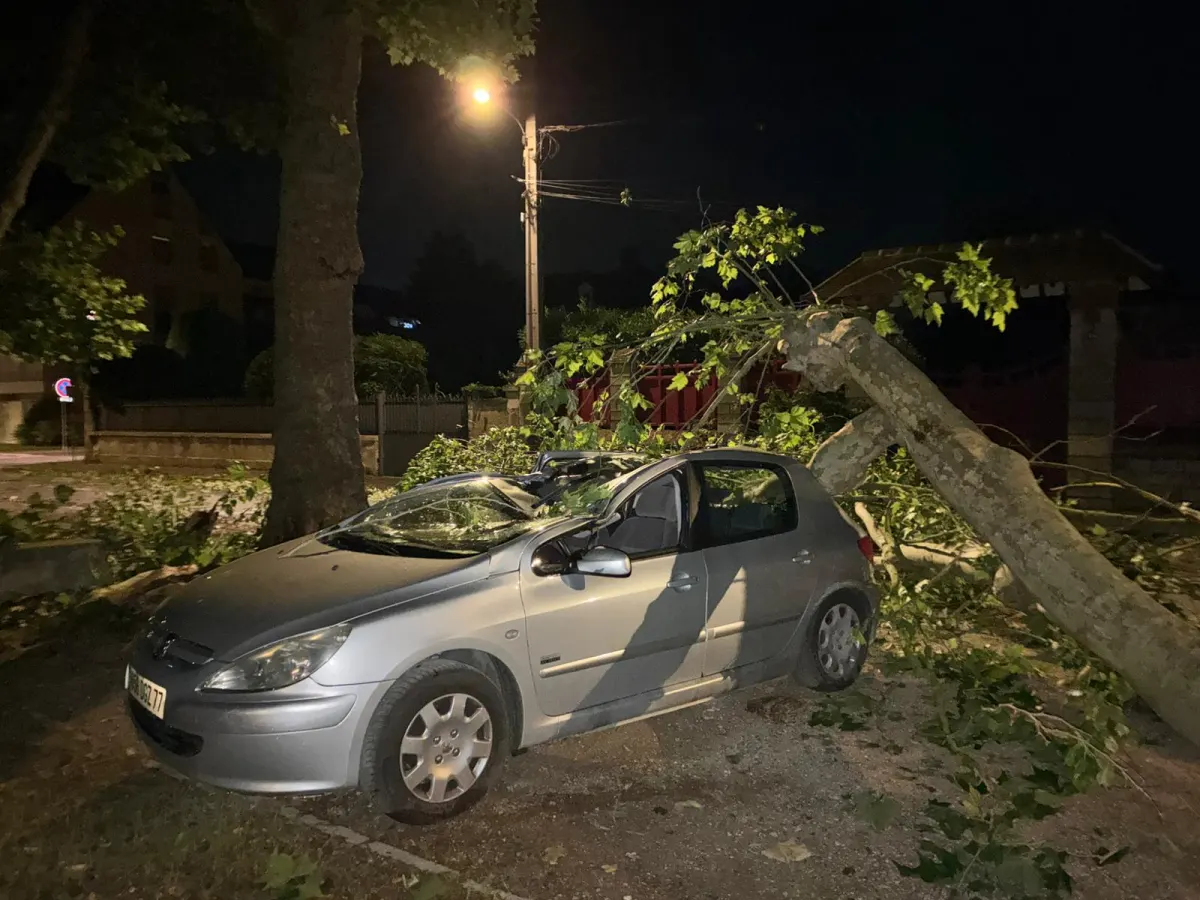 Photo du signalement arbre tombé sur route